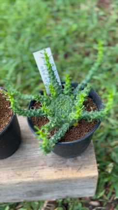 多肉植物の記事動画