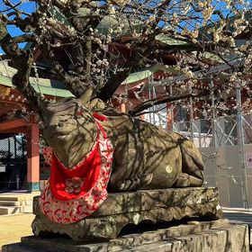 京都 北野天満宮 風景リール動画の画像