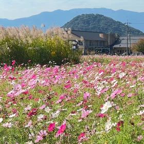 奈良 世界遺産 藤原京跡 風景リール動画の画像