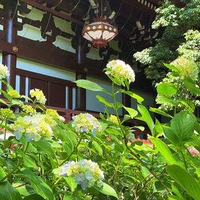 京都 智積院 風景リール動画の画像
