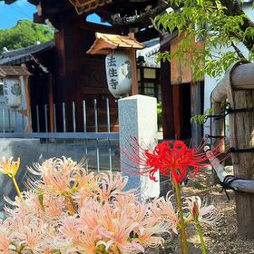 京都東山 法住寺 風景リール動画の画像