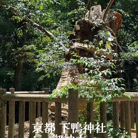 京都 下鴨神社 糺の森 御神木と霊水のリール動画の画像