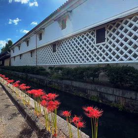 京都 東本願寺 彼岸花と鯉の風景リール動画の画像