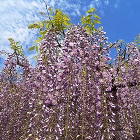 兵庫県 丹波市 五大山 白毫寺 お花のリール動画の画像
