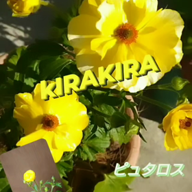 ラナンキュラスラックス病の画像