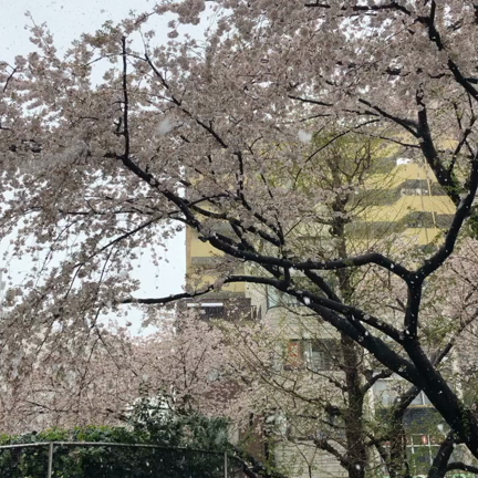 3/29うちごはん　雪と桜の記事動画