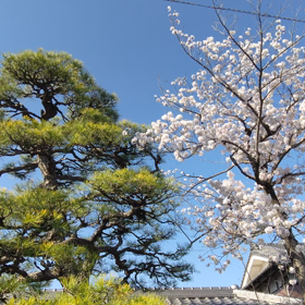 桜と松　すみれ家　高谷滋樹の画像