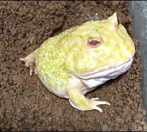 2024/04/19の2 クランウェルツノガエル | sumo02sumo02sumo02のブログ