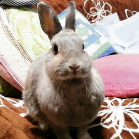 こももさんだって！きっと泳げる！(⌒‐⌒)の画像