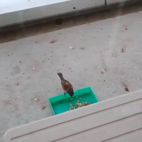 「落ちて来い」の画像