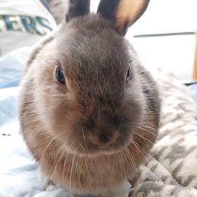 おやつほしい〜バナナがいい〜byこももの画像