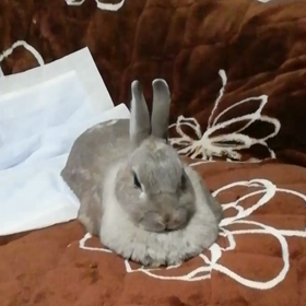 ある日のこももの画像