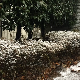 雪ですかの画像