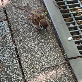 おすそ分けの画像