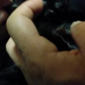 肉球動画の画像