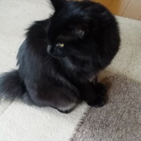 こちらもの画像