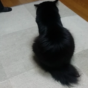 最近のお気に入りオモチャの画像