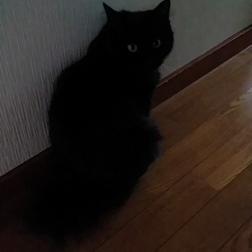夢中ですの画像