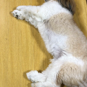 でっかいシーズー  違いがわからないの画像