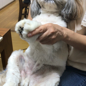 でっかいシーズー  アフターケアの画像