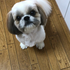 でっかいシーズー  催促上手❓の画像