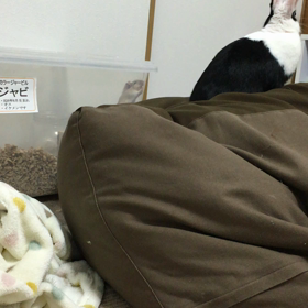 対比だよの画像