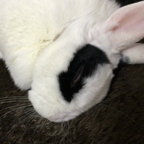 あけおめだよの画像