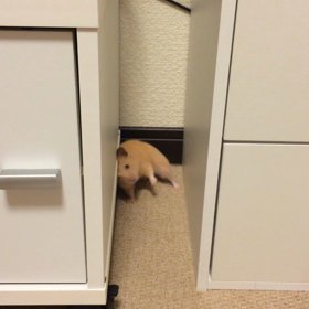 たまには動画だよの画像