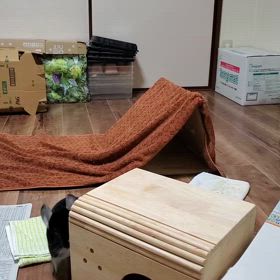 今日のチンチラの画像