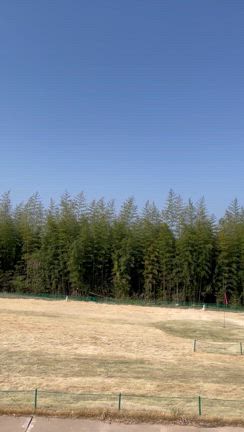 塩ノ崎の大桜の記事動画