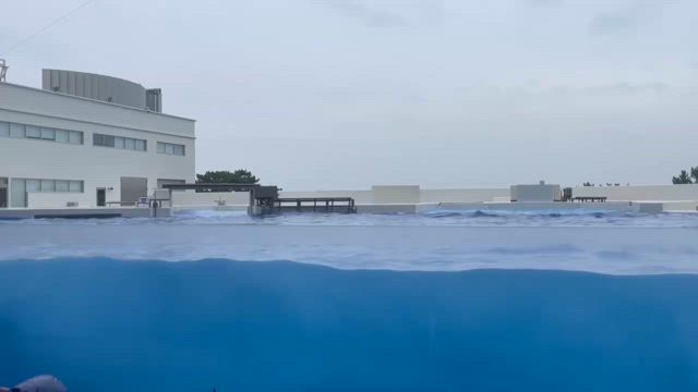 甥っ子とツマグロヒョウモンの記事動画