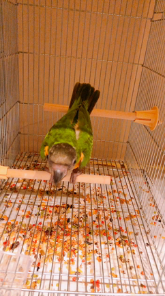セネガルパロット （ネズミガシラハネナガインコ ）販売情報の記事動画