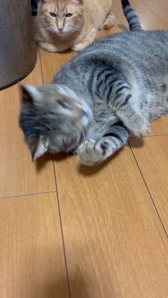 ビビの記事動画