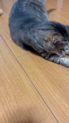 ビビの記事動画