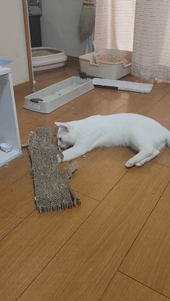 やってやろうじゃん！の記事動画