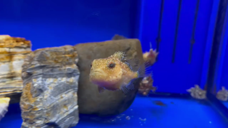 ナメダンゴがかわいすぎるの記事動画