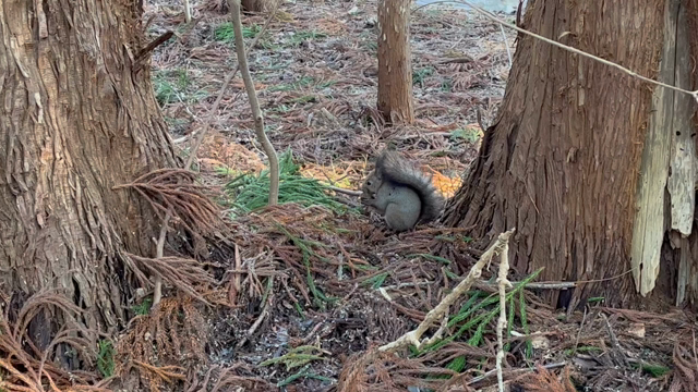 カフェ&amp;お散歩の記事動画