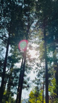 【春分の日⭐︎宇宙元旦 鞍馬山へいってきました】の記事動画