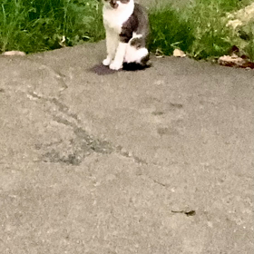 猫と蟬の画像