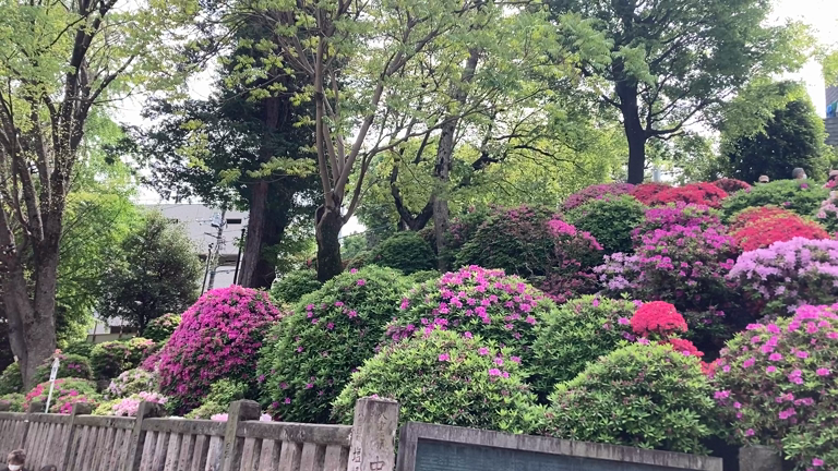 東京のつつじの記事動画