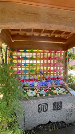 紫陽花を見たのはもう一月前になるの記事動画