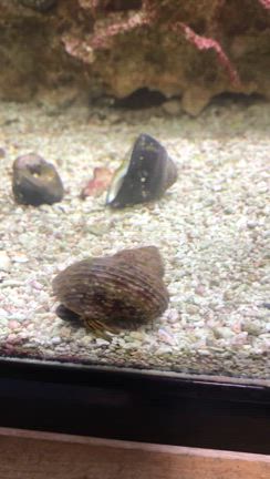 ヤドカリ、命懸けの宿がわり！=(^.^)=の記事動画