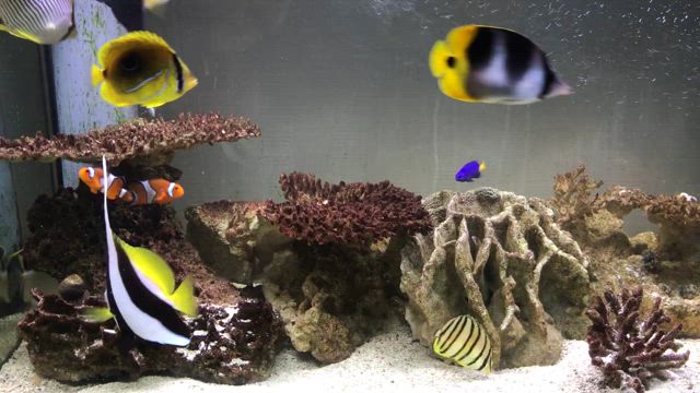 海水魚水槽プチ水換えの記事動画