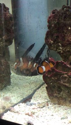 カクレクマノミ気性荒いのだ！の記事動画