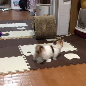 あられちゃん動画の画像