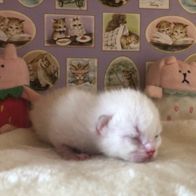 マンチカン♡おかきちゃんベビー 第四子ちゃんの画像