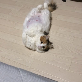 年内のトリミングご予約空き状況の画像