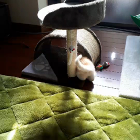 ショーンくんの画像
