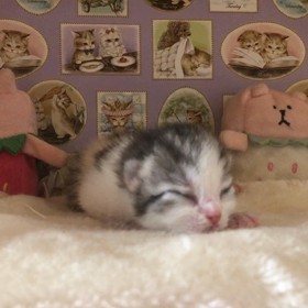 マンチカン♡おかきちゃんベビー 第二子ちゃんの画像