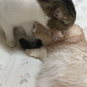 ラブラブ♡〜〜からの〜〜猫パンチo(･x･)/の画像